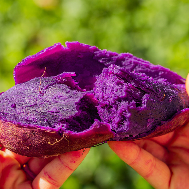 紫薯新鲜地瓜紫心蜜薯现挖沙地小番薯山芋农家自种蔬菜5斤包邮大