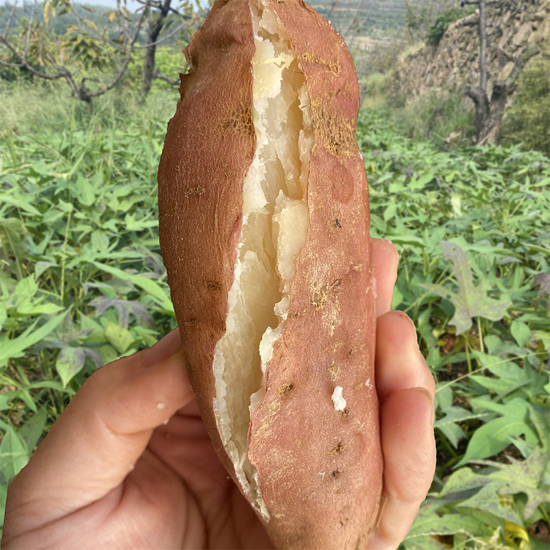 白心哈密地瓜蜜薯冰糖薯山东沙地种植农家自种现挖现发超甜无筋 - 图1