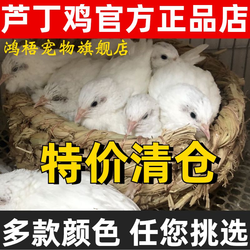 芦丁鸡活物迷你宠物全色系颜色变异鹌鹑宠物活苗观赏鸡鸟种蛋包活-图0