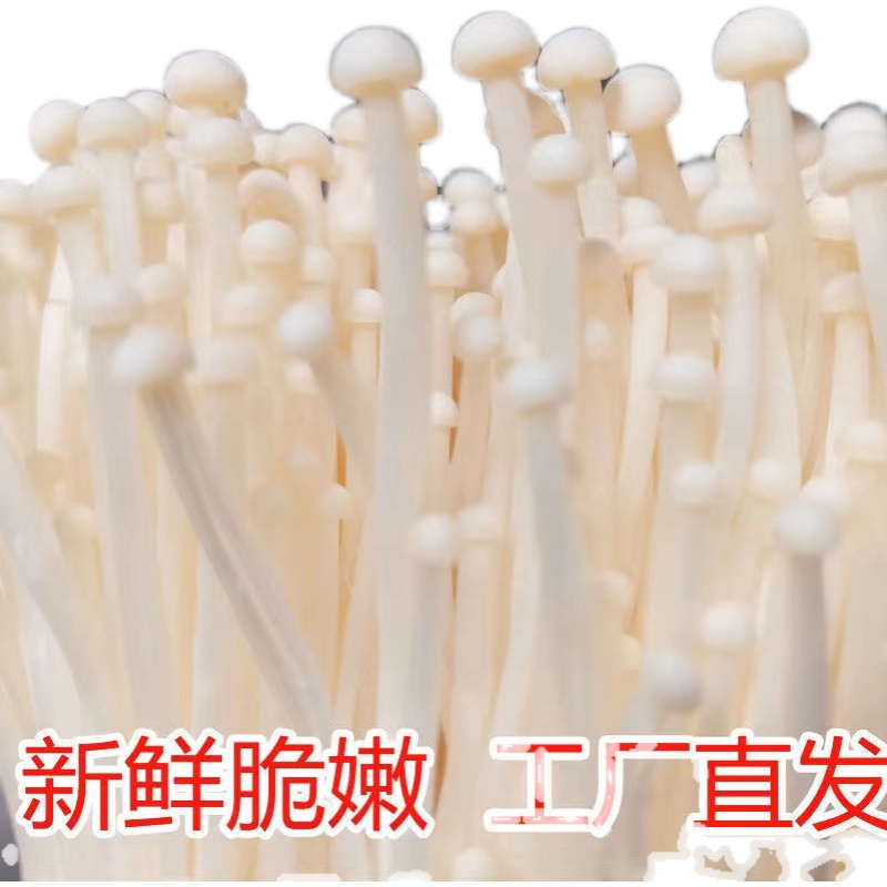 金针菇冬菇毛柄菌朴菇构菌金针菇新鲜蔬菜凉拌烧烤火锅素菜配包邮-图2