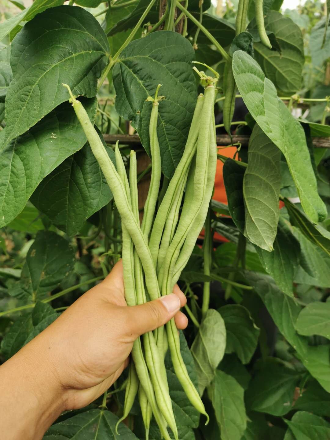 湖北农家豆角无筋芸豆龙豆自种豆角新鲜蔬菜架豆王现摘现发包邮-图2