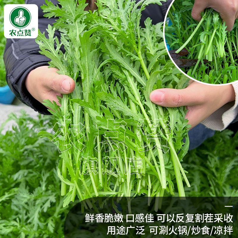 小叶茼蒿种子茼蒿菜籽种光杆大叶茼蒿籽蒿子秆高杆皇帝菜秋季蔬菜