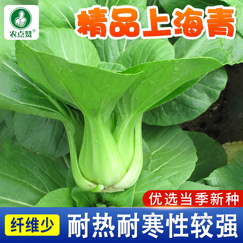 夏抗热上海青菜种籽正宗矮脚油菜小白菜青菜种孑四季蔬菜种子大全 - 图1