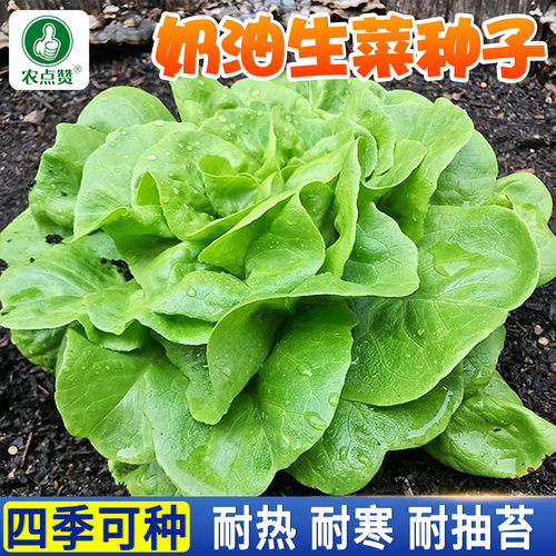 四季生菜种子大全意大利罗马生菜籽种结球玻璃奶油孔雀沙拉菜种籽 - 图3