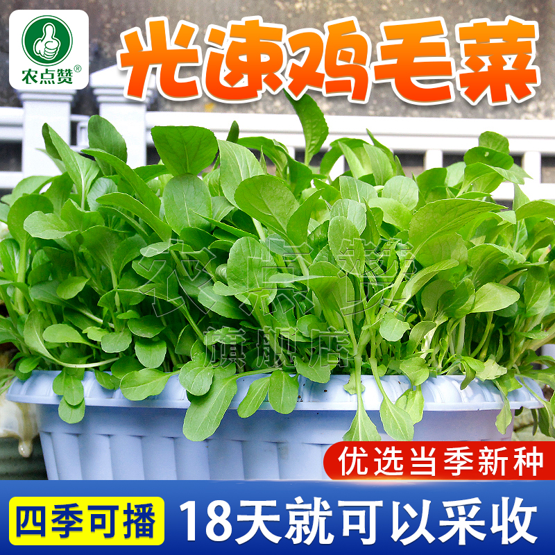 四季种鸡毛菜菜籽上海青种子白菜种籽小青菜种孑阳台蔬菜种子大全 - 图0
