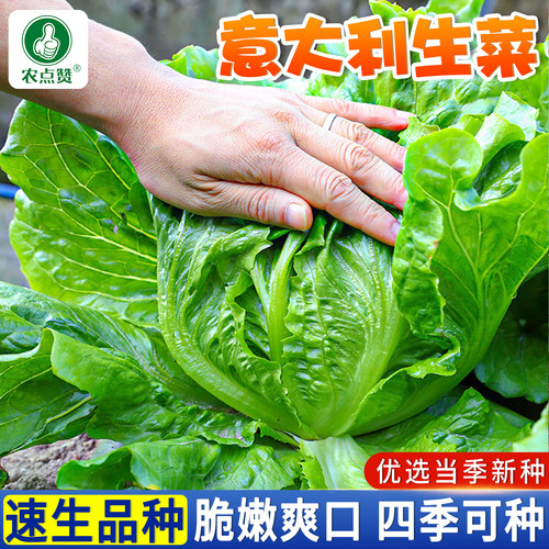 四季生菜种子大全意大利罗马生菜籽种结球玻璃奶油孔雀沙拉菜种籽 - 图1