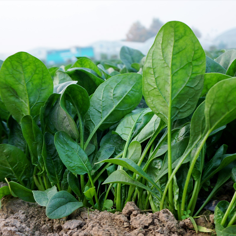 秋冬耐寒菠菜种子冬墨大叶菠菜种籽老品种红根菠菜籽秋冬蔬菜种孑