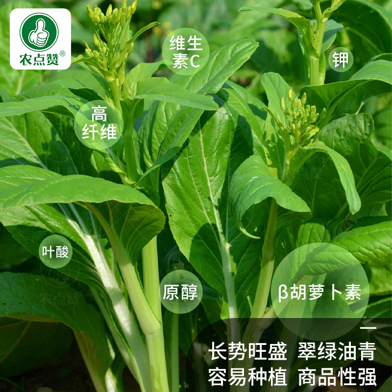 广东菜心种籽青菜种子十月红菜苔种孑四季蔬菜籽青翠奶油青菜尖籽 - 图1