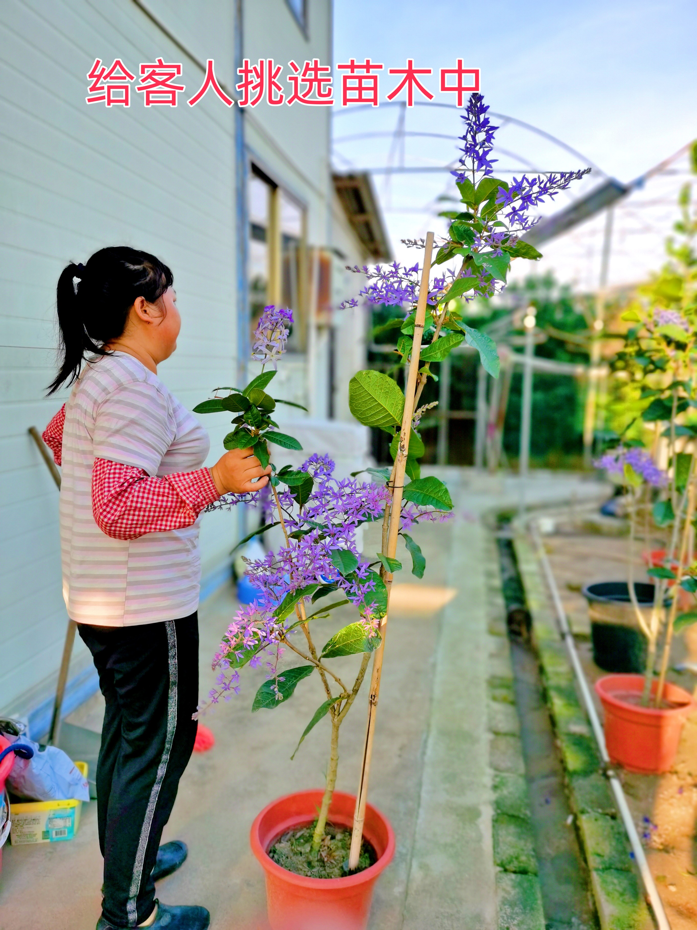 蓝花藤 泰国大叶蓝花藤 女王藤 许愿藤 四季开花 每晚八点半直播 - 图1