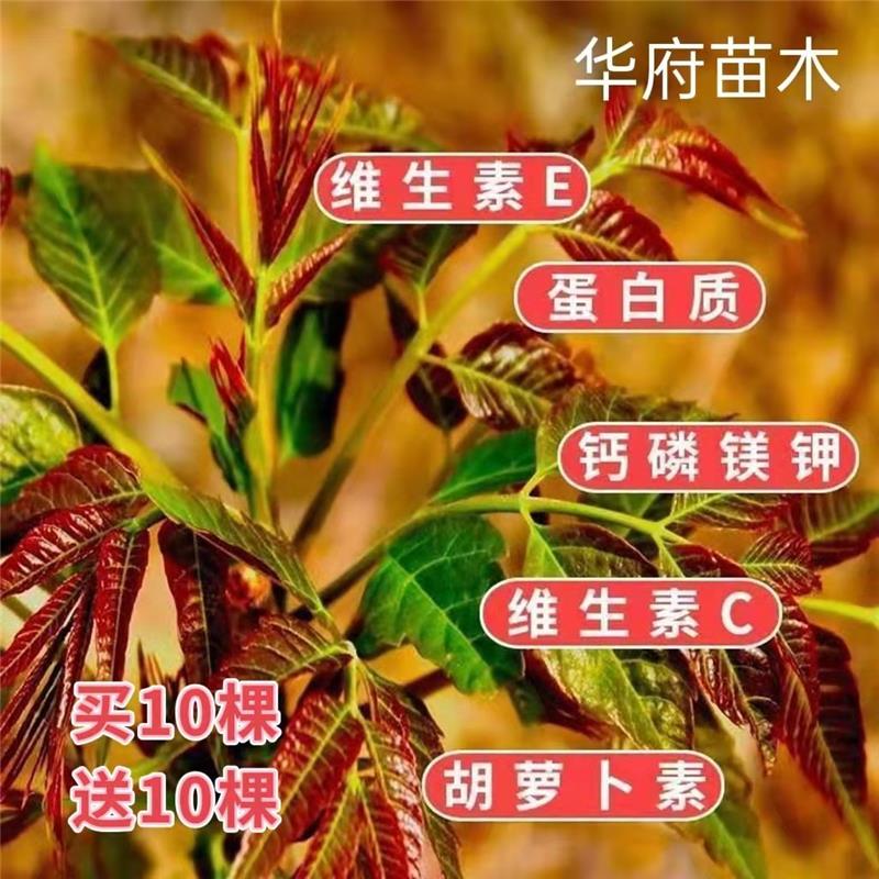 红油绿油香椿树苗产量高四季食用南北方种植矮化盆栽地栽香椿树苗-图3