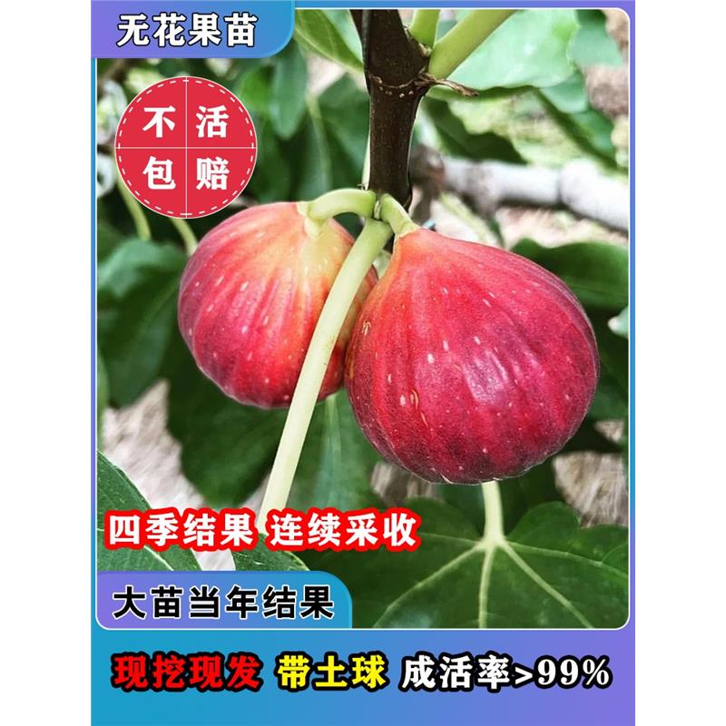 格莱斯水蜜桃无花果树苗大果红心无花果苗南北方盆栽地栽当年结果 - 图1