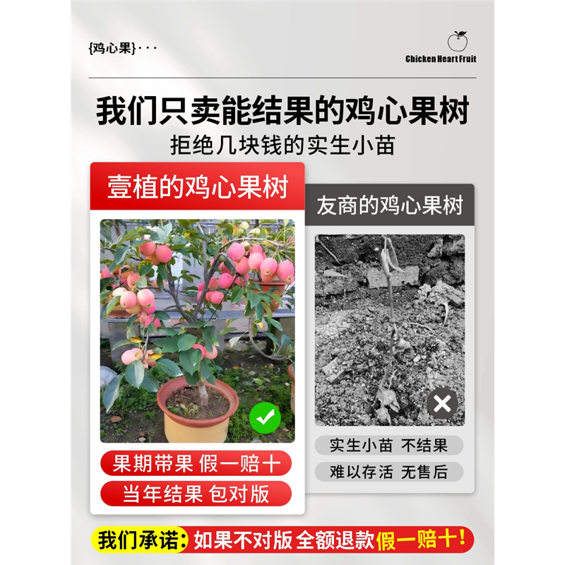 鸡心果树果苗东北小苹果树种植苗南北方耐寒盆栽地栽矮化四季水果 - 图0