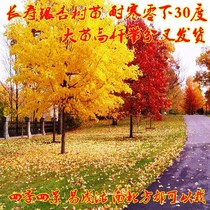 Town Residence Tree Wang Residence Longevity Gingko Sapien Courtyard Villa scenic trees are resistant to cold and good Potted plants Northern Land to live