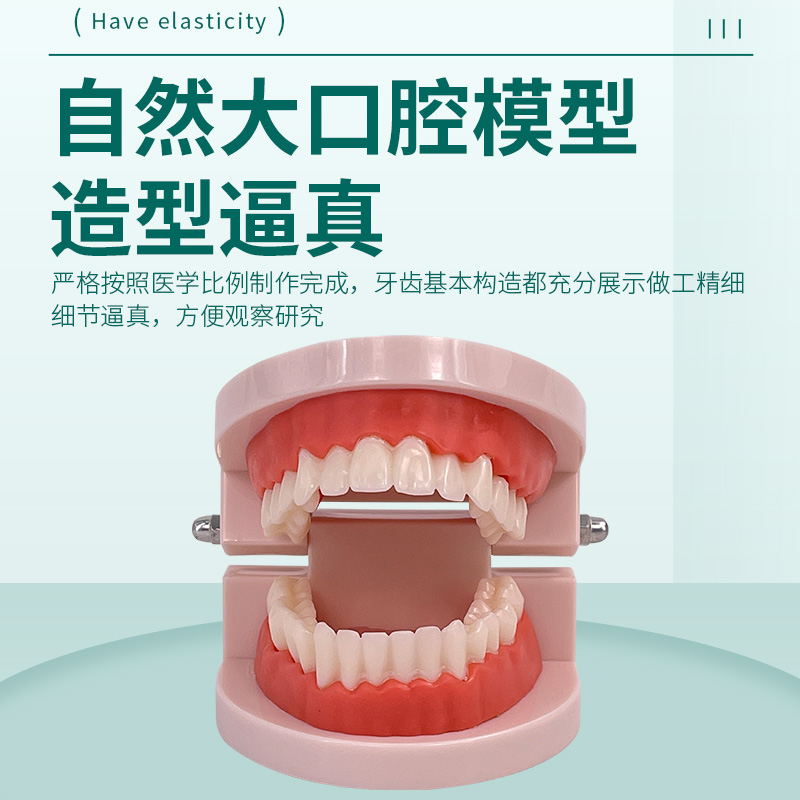 高级口腔清洁模型（带脸颊）口腔清洁模型 保健模型 口腔牙护理 - 图1