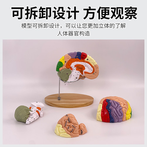 大脑神经解剖模型 2倍放大脑模型 运动中枢 感觉中枢和脑功能 医 - 图0