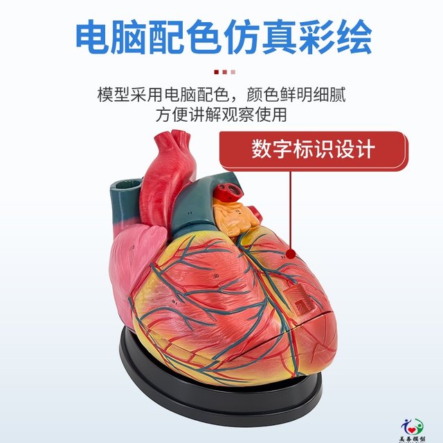 Teaching of high-end cardiac anatomy model of Meishan Model
