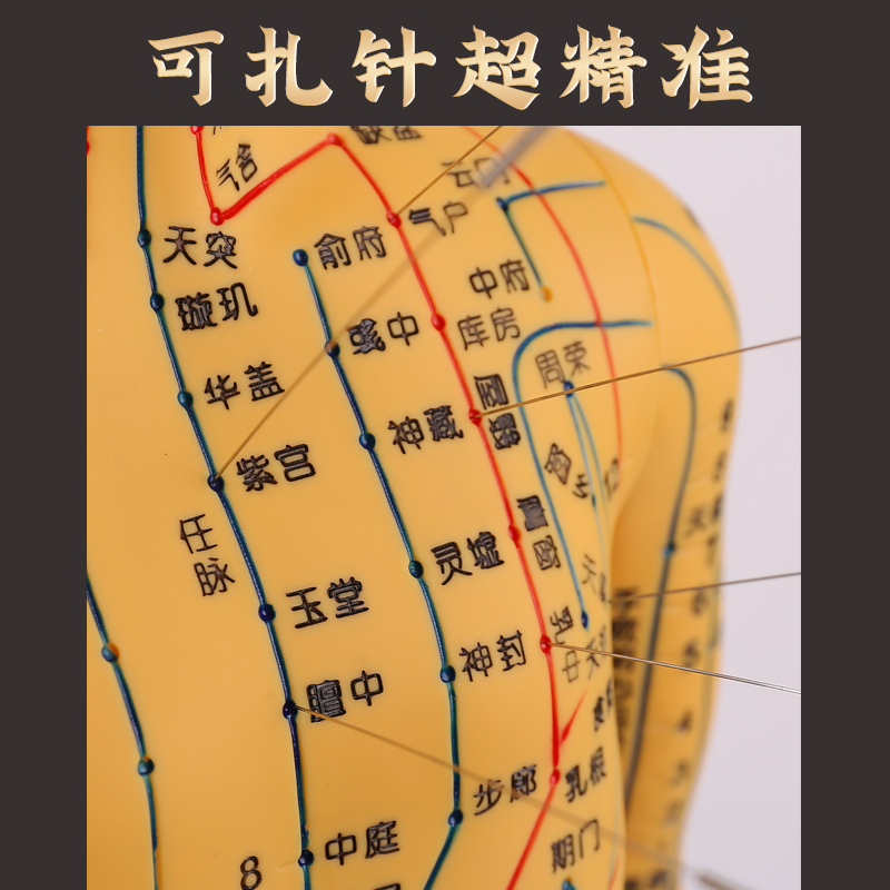 针灸穴位人体模型全身家用中医十二经络图小皮人硅胶扎针练习铜人 - 图1