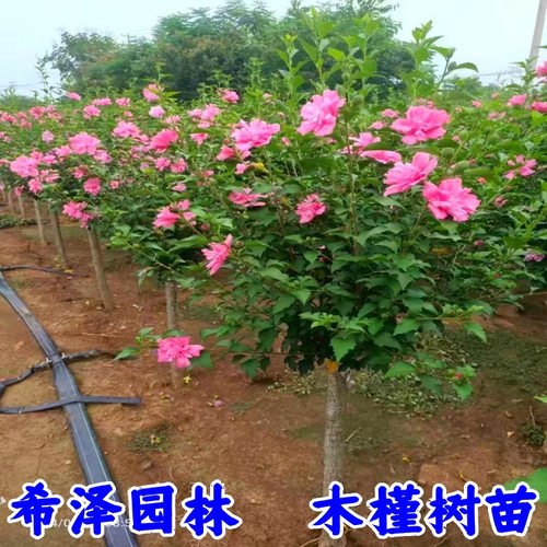 木槿树苗 绿化木槿小苗苗 篱笆苗 食用木槿苗 重瓣木槿小苗 树苗 - 图3