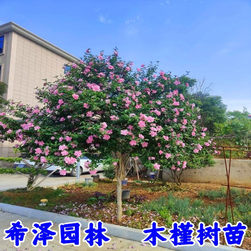 木槿树苗 绿化木槿小苗苗 篱笆苗 食用木槿苗 重瓣木槿小苗 树苗 - 图0