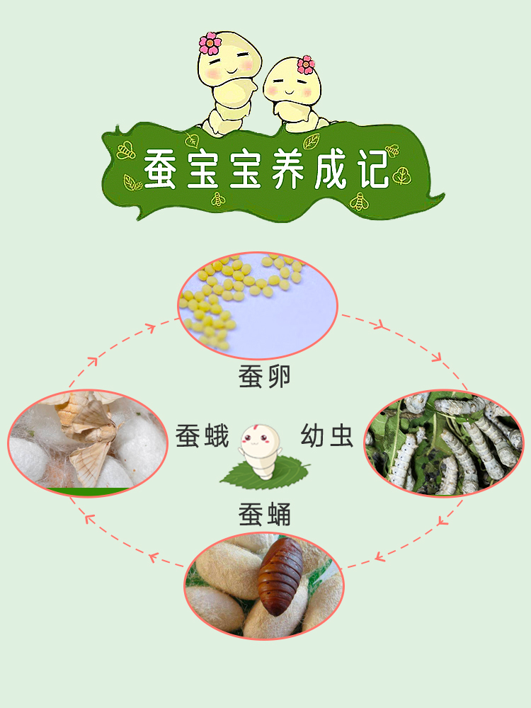 宝宝活物学生养蚕套装春蚕喂蚕送桑叶新鲜巨型蚕卵蚕籽养蚕虫12龄 - 图1