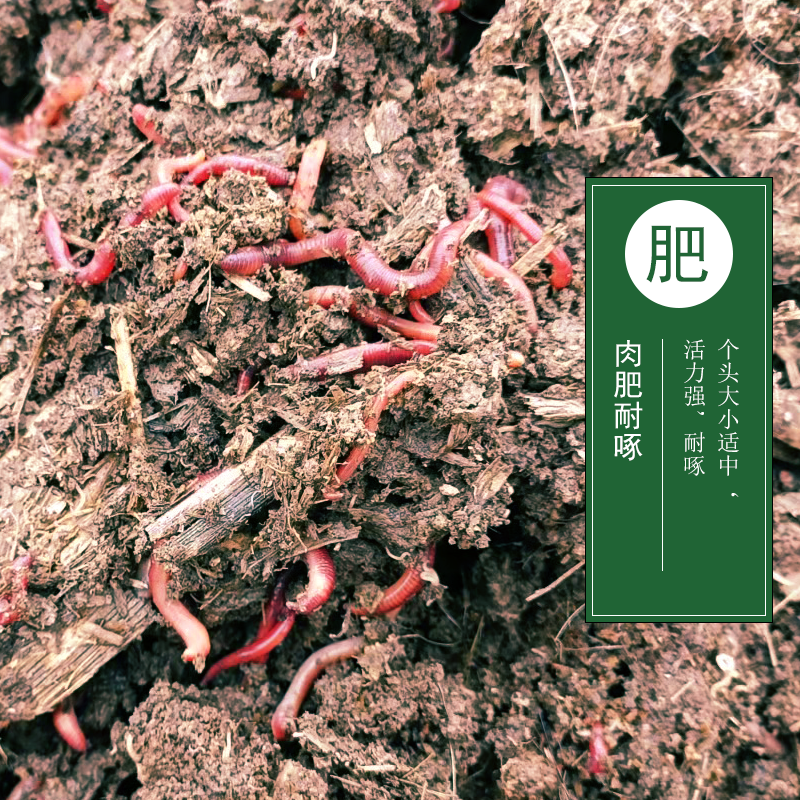 皇藏红蚯蚓太平二号盒装中大号渔具鲜活饵料鱼饵垂钓野钓鲤鱼活体,淘宝优惠券,粉丝福利购,淘宝优惠卷