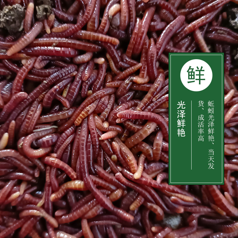 皇藏红蚯蚓太平二号盒装中大号渔具鲜活饵料鱼饵垂钓野钓鲤鱼活体,淘宝优惠券,粉丝福利购,淘宝优惠卷