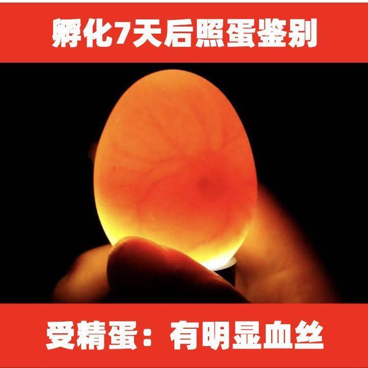 三黄鸡种蛋受精蛋可孵化小鸡种蛋受精蛋新鲜现捡量大优惠宠物鸡,淘宝优惠券,粉丝福利购,淘宝优惠卷