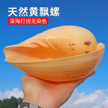 Ultra Rhubarb Ladybird Natural Shell Sea Snail Fish Tank Aquarium view Decorative Multi-Meat Flower Pot Creative Home Pendulum