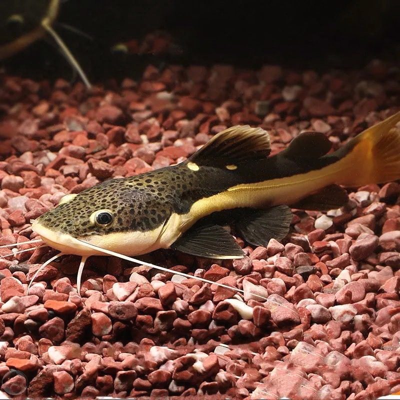 招财猫鱼苗活体狗仔鲸红尾猫底层鲶鱼鸭嘴热带观赏鱼大型龙鱼配鱼