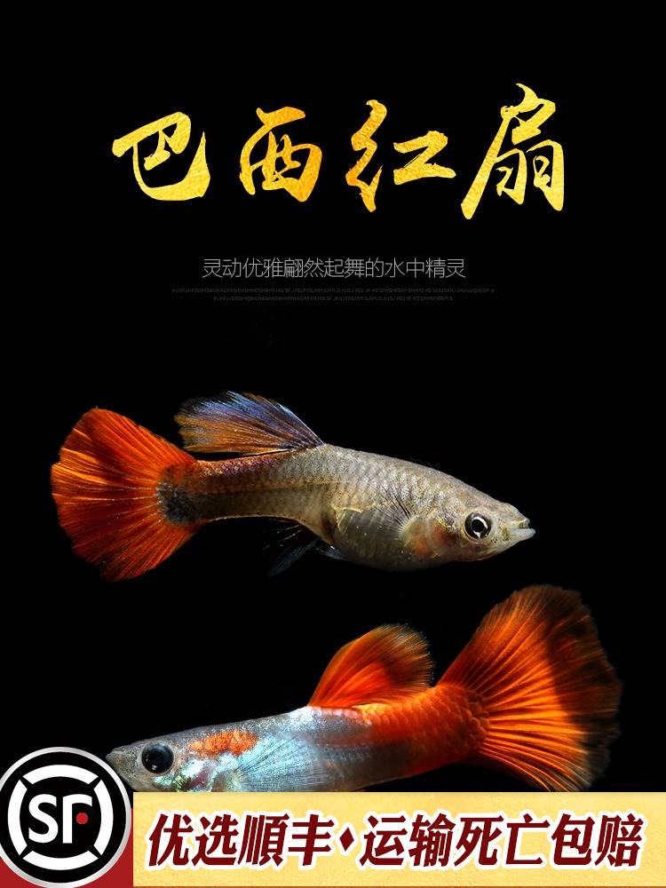 [水族乡]巴西红扇孔雀鱼小型热带淡水观赏鱼缸活体宠物褶扇凤尾-图0