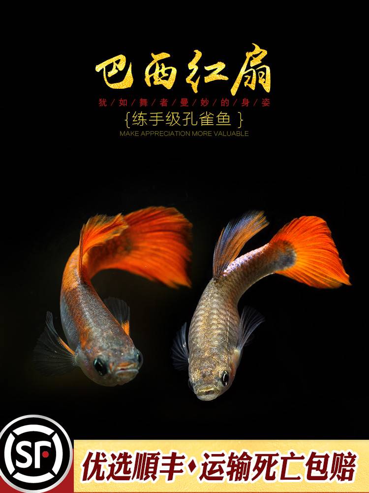 [水族乡]巴西红扇孔雀鱼小型热带淡水观赏鱼缸活体宠物褶扇凤尾-图1