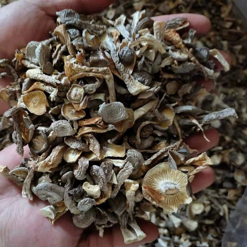 鹿茸菇干货鹿茸菌500g包邮鹿茸菇碎片天然无硫馅料食用菌香菇煲汤 - 图1