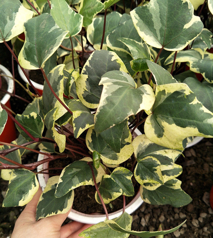 美国大白大叶花叶常春藤盆栽四季常青室内庭院绿植爬藤观叶植物