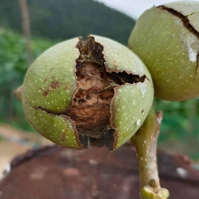 核桃2023年新货薄皮核桃云南老树麻子核桃无漂白原味干核桃 - 图1