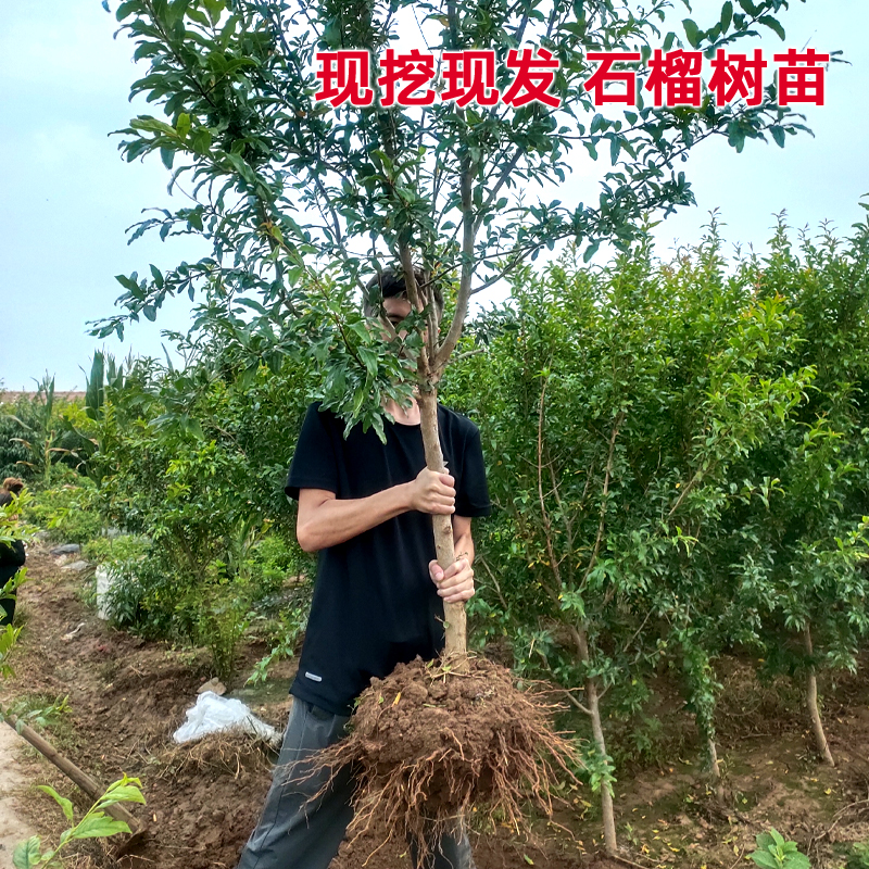 石榴树树苗带土无籽甜突尼斯软籽石榴苗盆地栽南北方庭院大果树苗 - 图1