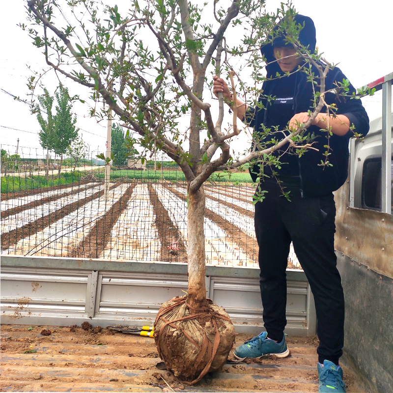 石榴树苗带土球特大庭院果树南北方种植盆地栽甜突尼斯软籽石榴苗 - 图2