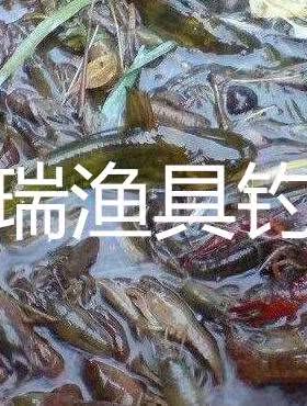 黄鳝龙虾饵料饲料 笼中王280克*袋虾鳝诱饵龙虾河虾鳝泥鳅3包