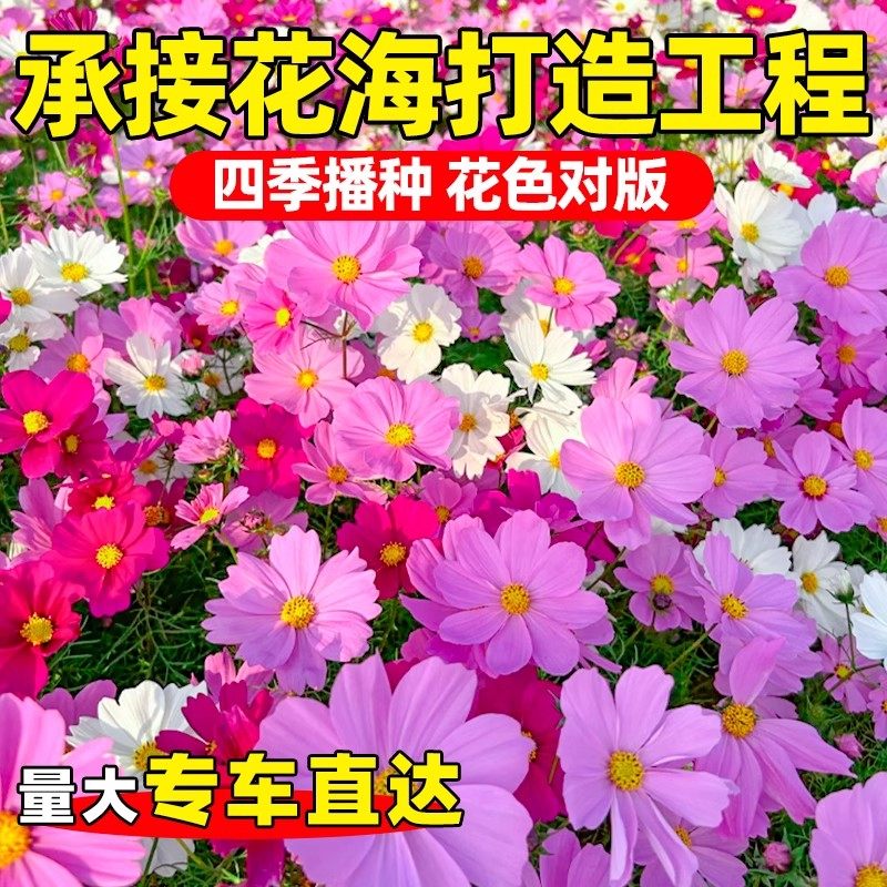 波斯菊花种子格桑花种籽子七彩四季播种开花易活庭院室外花籽种孑,淘宝优惠券,粉丝福利购,淘宝优惠卷