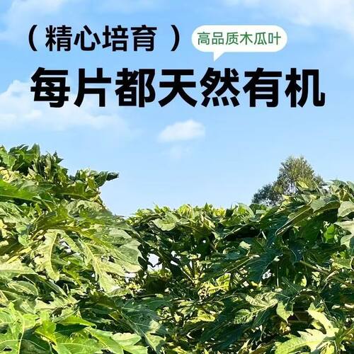 兔子木瓜叶荷兰猪豚鼠龙猫营养牧草木瓜树叶木瓜零食多种维生素 - 图0