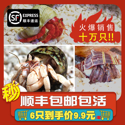 陆生易养草莓灰白寄居蟹淡水观赏蟹活体懒人宠物螃蟹顺丰包邮包活 - 图2