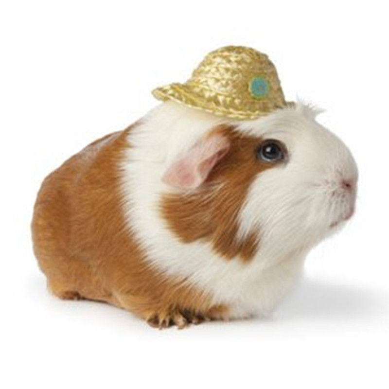 自家繁殖宠物荷兰猪活体荷兰鼠活体豚鼠活物宝宝天竺鼠健康包活,淘宝优惠券,粉丝福利购,淘宝优惠卷