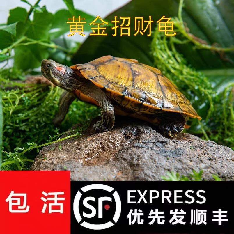 乌龟活物大巴种龟稀有观赏宠物龟苗黄金龟活体彩龟巴西龟,淘宝优惠券,粉丝福利购,淘宝优惠卷