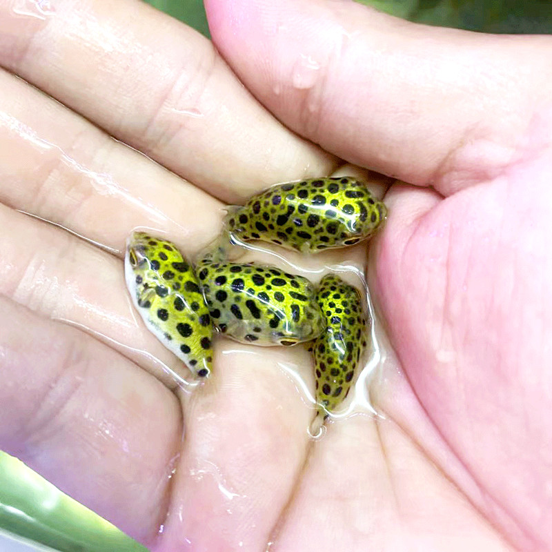 潜水艇鱼河豚鱼吃螺观赏鱼活体会生气的鱼气泡鱼弓班狗头鱼
