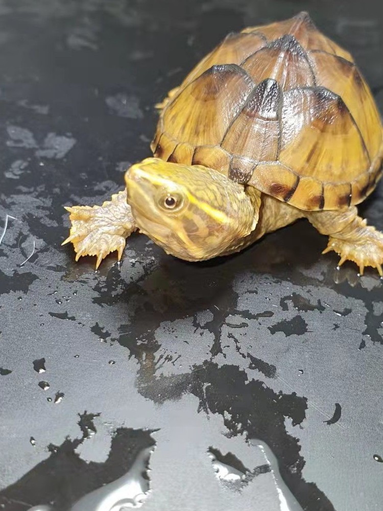 麝香龟深水龟鱼缸混养迷你宠物龟观赏龟蛋龟剃刀龟水产活物小乌龟,淘宝优惠券,粉丝福利购,淘宝优惠卷