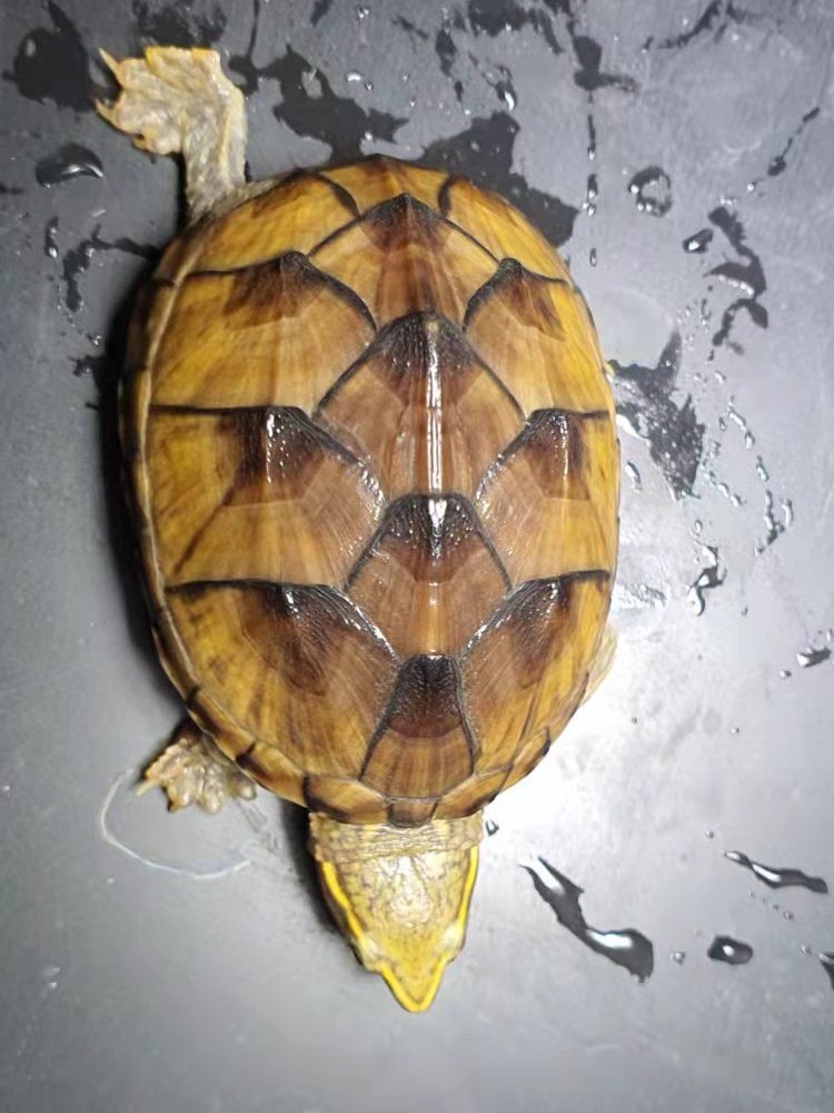 麝香龟深水龟鱼缸混养迷你宠物龟观赏龟蛋龟剃刀龟水产活物小乌龟,淘宝优惠券,粉丝福利购,淘宝优惠卷