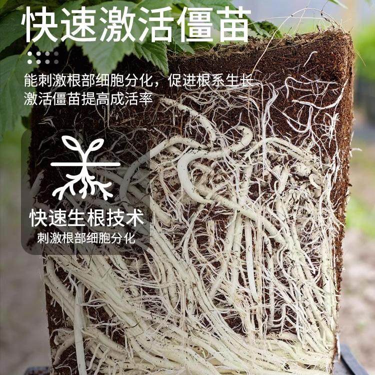 快速生根粉植物通用型移栽扦插强力生根剂果树木营养液养花肥料,淘宝优惠券,粉丝福利购,淘宝优惠卷