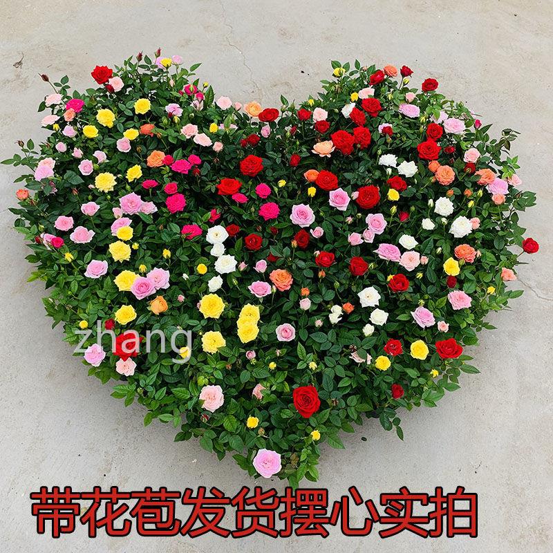 。【带花苞发货迷你玫瑰花苗四季养开花好室内花卉微型小】玫瑰月