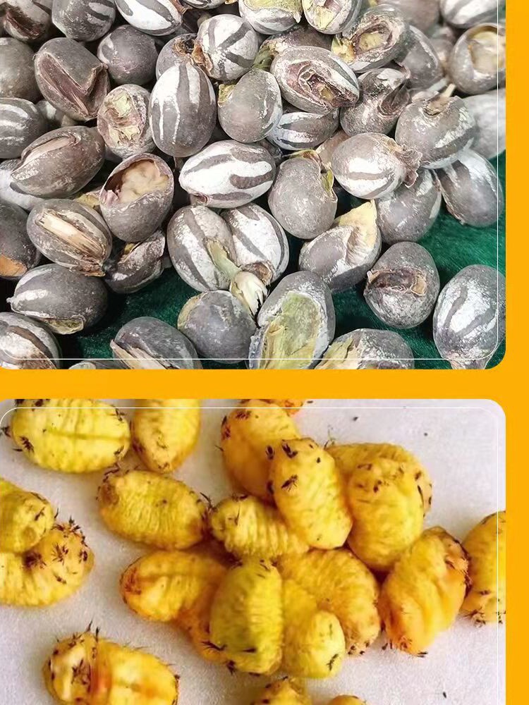 杨拉罐天然营养洋辣子罐活体坦克虫喂食宠物仓鼠增肥零食鱼饵羊拉