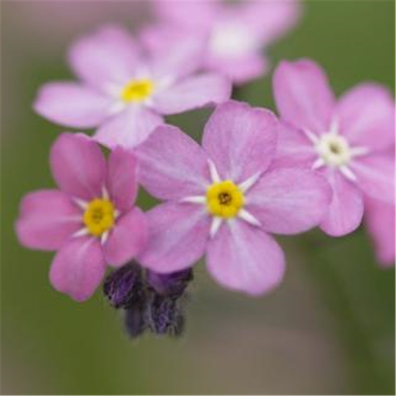 勿忘我种子套装套餐蓝色花籽四季易种庭院阳台盆栽花卉花种子包邮