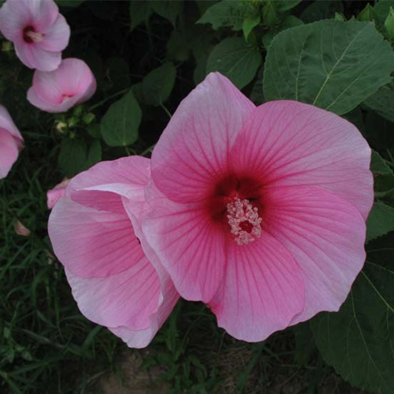 芙蓉葵种子新采大花秋葵种子草芙蓉四季种耐寒耐阴多年生宿根包邮 - 图3